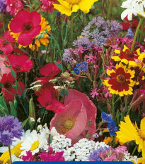 Kvetinová zmes - Americké vidiecke kvety - predaj semien - 1 ks