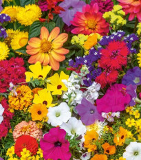 Nenáročná balkónová zmes - predaj výsevných pásikov - 5 m