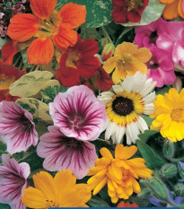 Zmes kvetín - jedlé kvety - Kiepenkerl - predaj semien - 1 ks