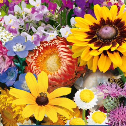 Kvetinová zmes - záhradné suché kúty - Kiepenkerl - predaj semien - 1 ks