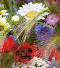 Zmes kvetín - Záhon v kukuričnom poli - Kiepenkerl - predaj semien - 1 ks