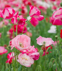 Vlčí mak zmes farieb - Papaver rhoeas - predaj semien - 200 ks