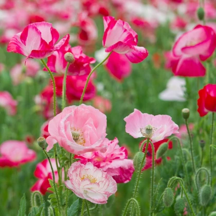 Vlčí mak zmes farieb - Papaver rhoeas - predaj semien - 200 ks
