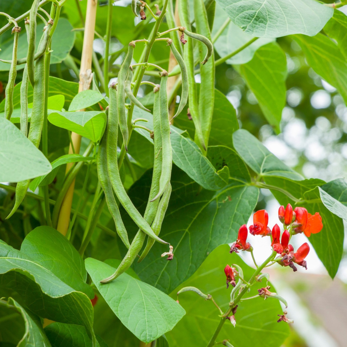 Fazuľa šarlátová Lady di - Phaseolus coccineus - predaj semien fazule - 10 ks