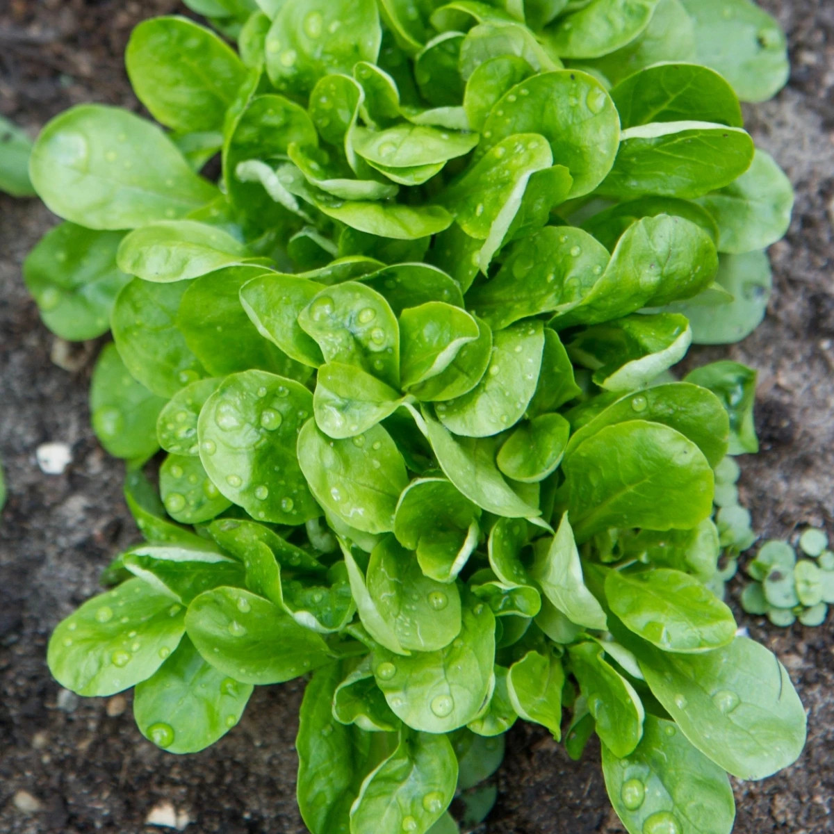 Semená šalátu Miro - predaj výsevných pásikov - 1 ks