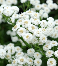 Rebríček Bertrámový Perla - Achillea ptarmica - semiačka - 200 ks