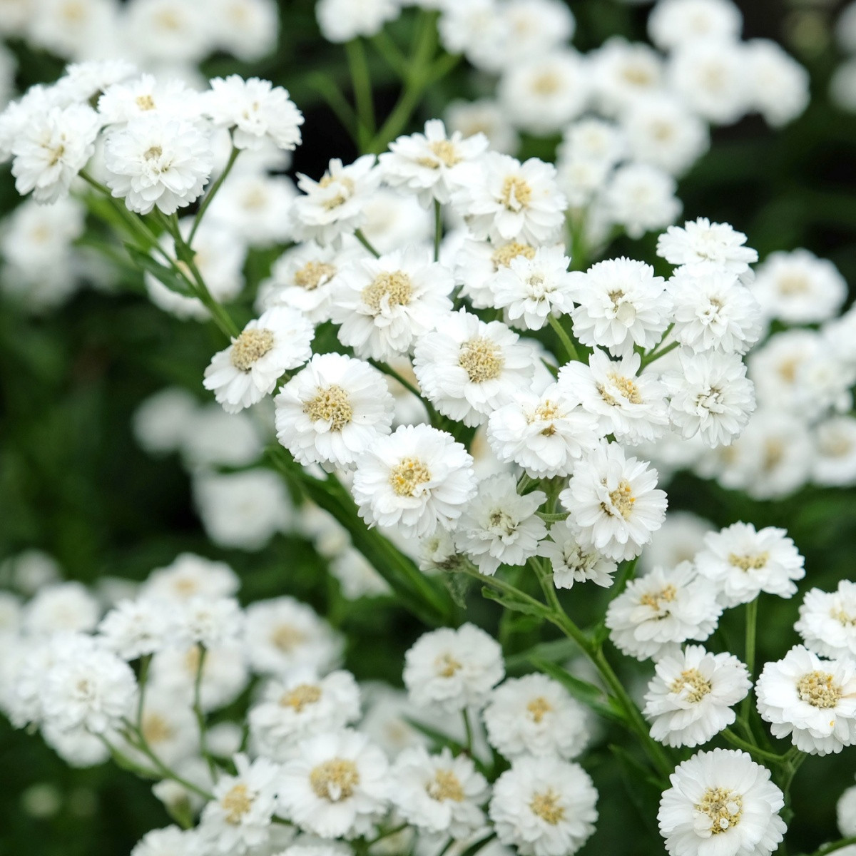 Rebríček Bertrámový Perla - Achillea ptarmica - semiačka - 200 ks