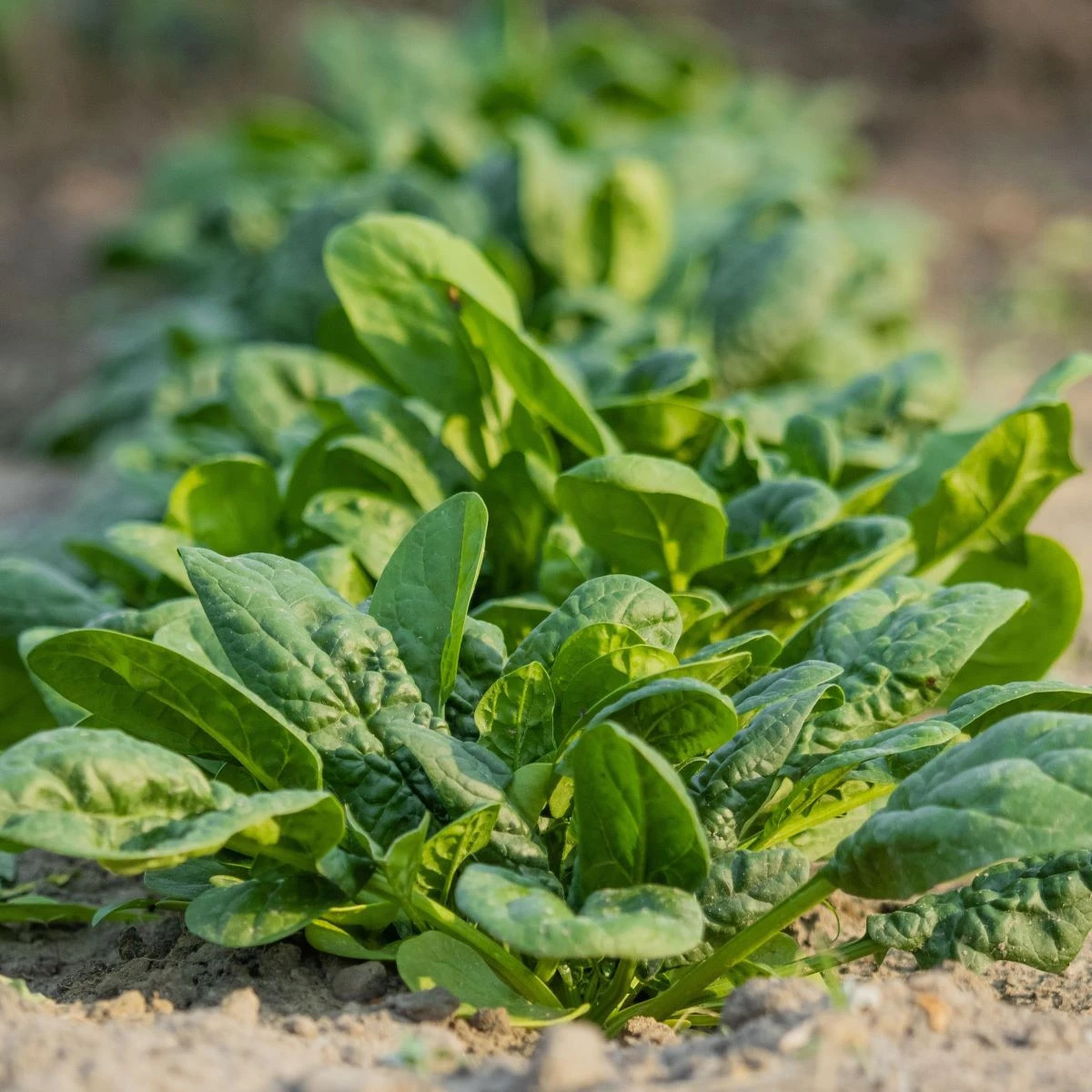 Špenát Helios - predaj výsevných pásikov - ľahké pestovanie