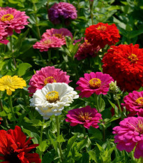 Semená cínie trio Bumblebee, Oklahoma a Liliput - predaj výsevných pásikov - 1 ks