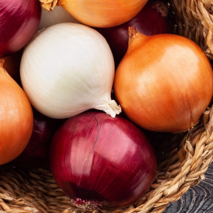 Semená cibule trio Hylander, Romy a Honeymoon - predaj výsevných pásikov - 1 ks