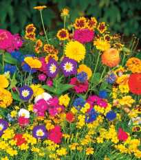 Kvetinová zmes - Rozkvitnutý koberec - predaj výsevných kobercov - 15x150 cm - 1 ks