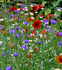 Kvetinová zmes - hmyzia lúka - predaj výsevných kobercov - 15 x 150 cm - 1 ks