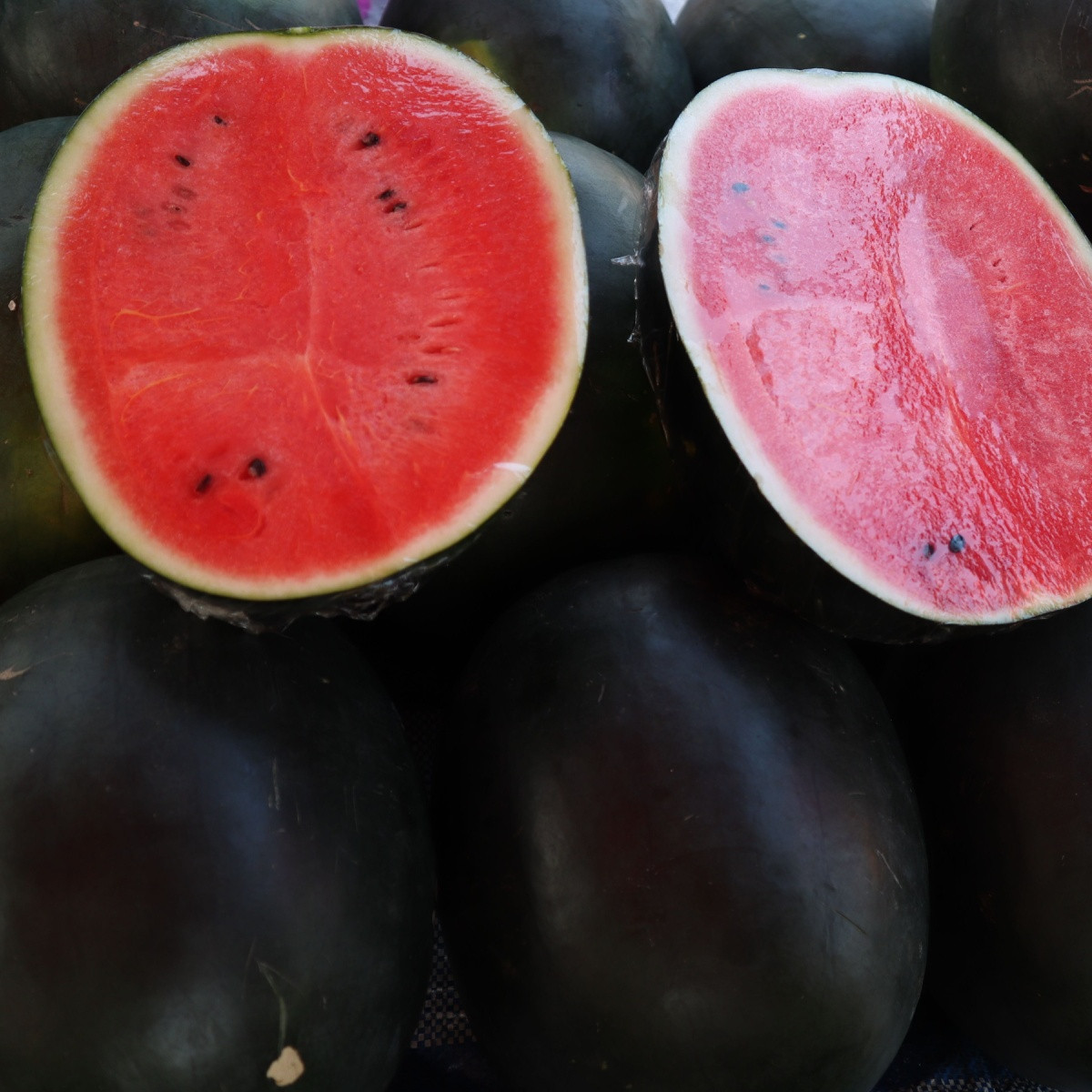 Melón vodný Sugar baby - Citrullus lanatus - predaj semien - 7 ks