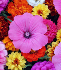 Kvety na rez trio - Astra čínska, slezovec a cínia - predaj výsevných pásikov - 1 ks