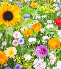 Kvetinová zmes - Bird Buffet - predaj semien - 1 ks