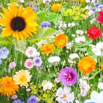 Kvetinová zmes - Bird Buffet - predaj semien - 1 ks