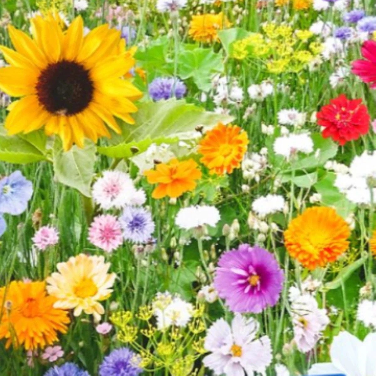 Kvetinová zmes - Bird Buffet - predaj semien - 1 ks