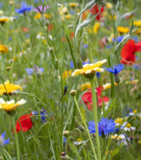 Kvetinová zmes - Hmyzí raj - predaj semien - 1 ks