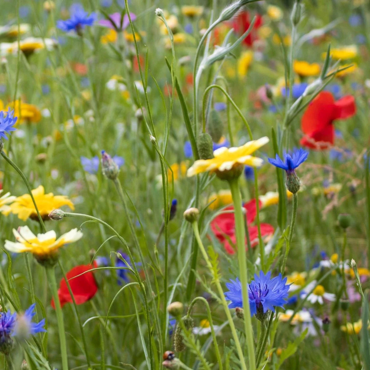 Kvetinová zmes - Hmyzí raj - predaj semien - 1 ks