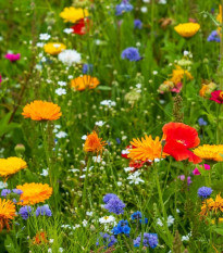 Kvetinová zmes - Tempo kvetinová flóra - predaj semien - 1 ks