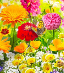 Kvetinová zmes - Kvetinový koberec - predaj semien - 1ks