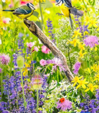 Kvetinová zmes - Divoký vtáčí raj - predaj semien - 1 ks