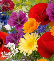 Kvetinová zmes - Rozkvitnutá prírodná lúka - predaj semien - 1 ks