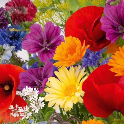 Kvetinová zmes - Rozkvitnutá prírodná lúka - predaj semien - 1 ks