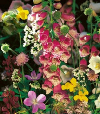 Kvetinová zmes - Kvety do tieňa - predaj semien - 1 ks