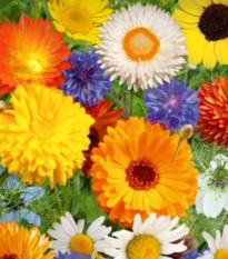 Kvetinová zmes - Divoké a záhradné kvety - predaj semien - 1 ks