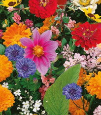 Kvetinová zmes - Pestrý letný zázrak - predaj semien - 1ks