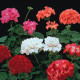 Muškát Paintbox zmes farieb - Pelargonium hybrids - semiačka - 8 ks