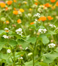 Kvetinová zmes pre optimálnu starostlivosť o vyvýšené záhony - predaj semien - 1 ks