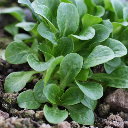Valeriánka Gala - PowerSaat - Valerianella locusta - Kiepenkerl - predaj semien - 1 ks