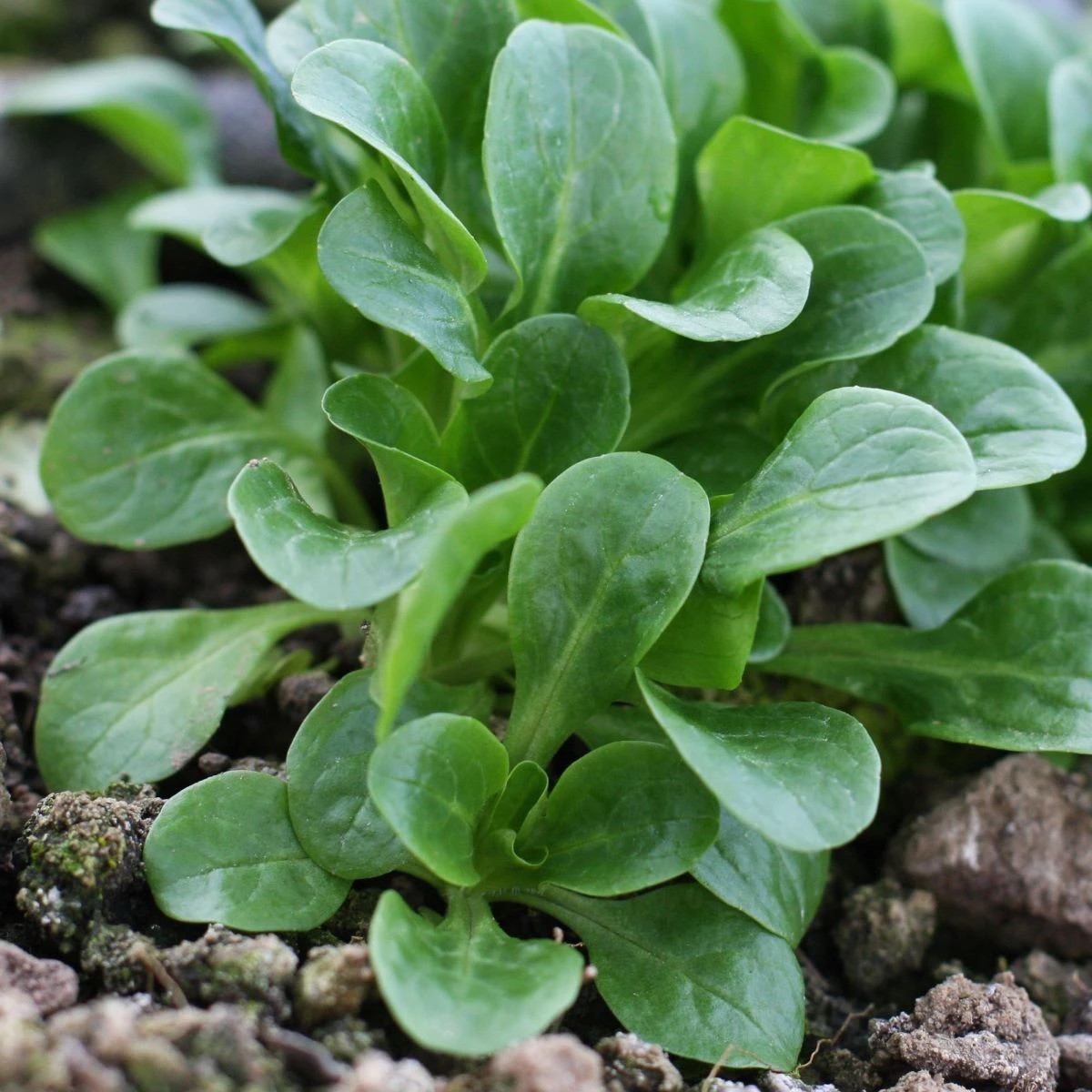 Valeriánka Gala - PowerSaat - Valerianella locusta - Kiepenkerl - predaj semien - 1 ks