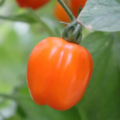 Paradajka tyčková Appleberry F1 PhR oranžová - Solanum lycopersicum - predaj semien - 7 ks