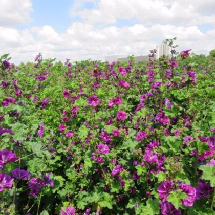 BIO Slez lesný tmavofialový - Malva sylvestris - predaj bio semien - 50 ks