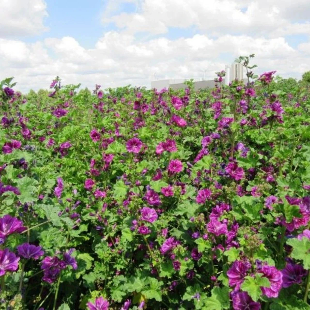 BIO Slez lesný tmavofialový - Malva sylvestris - predaj bio semien - 50 ks