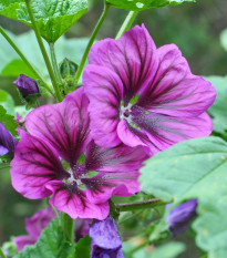 BIO Slez lesný tmavofialový - Malva sylvestris - predaj bio semien - 50 ks