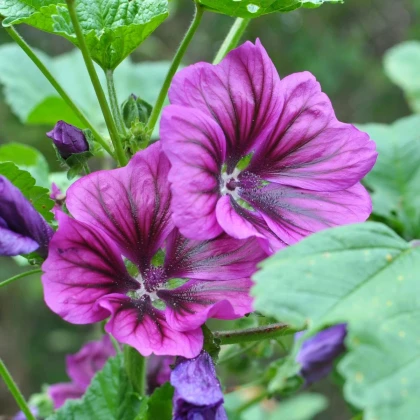 BIO Slez lesný tmavofialový - Malva sylvestris - predaj bio semien - 50 ks