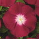 Katarant Atlantis Burgundy Halo - Catharanthus roseus - predaj semien - 30 ks