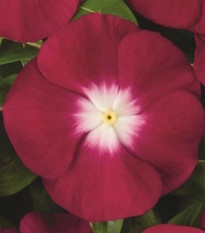 Katarant Atlantis Burgundy Halo - Catharanthus roseus - predaj semien - 30 ks