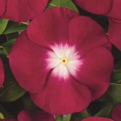 Katarant Atlantis Burgundy Halo - Catharanthus roseus - predaj semien - 30 ks