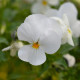 Fialka rohatá Sorbet xp White - Viola cornuta - predaj semien - 20 ks