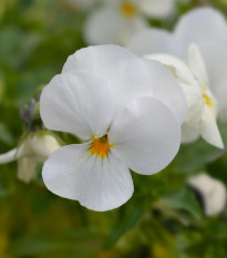 Fialka rohatá Sorbet xp White - Viola cornuta - predaj semien - 20 ks