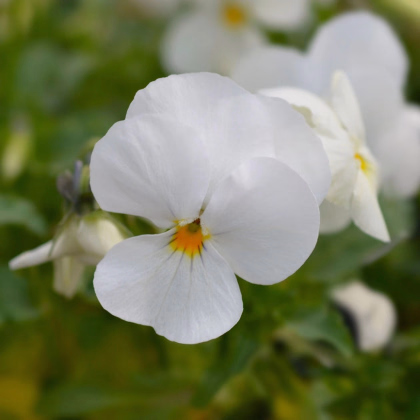 Fialka rohatá Sorbet xp White - Viola cornuta - predaj semien - 20 ks