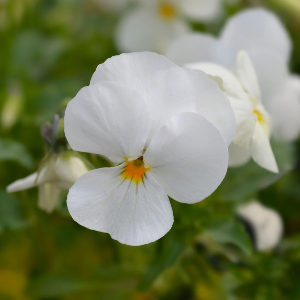 Fialka rohatá Sorbet xp White - Viola cornuta - predaj semien - 20 ks