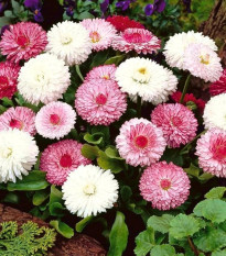 Sedmokráska obyčajná ružové odtiene - Bellis perennis monstrosa - predaj semien - 200 ks