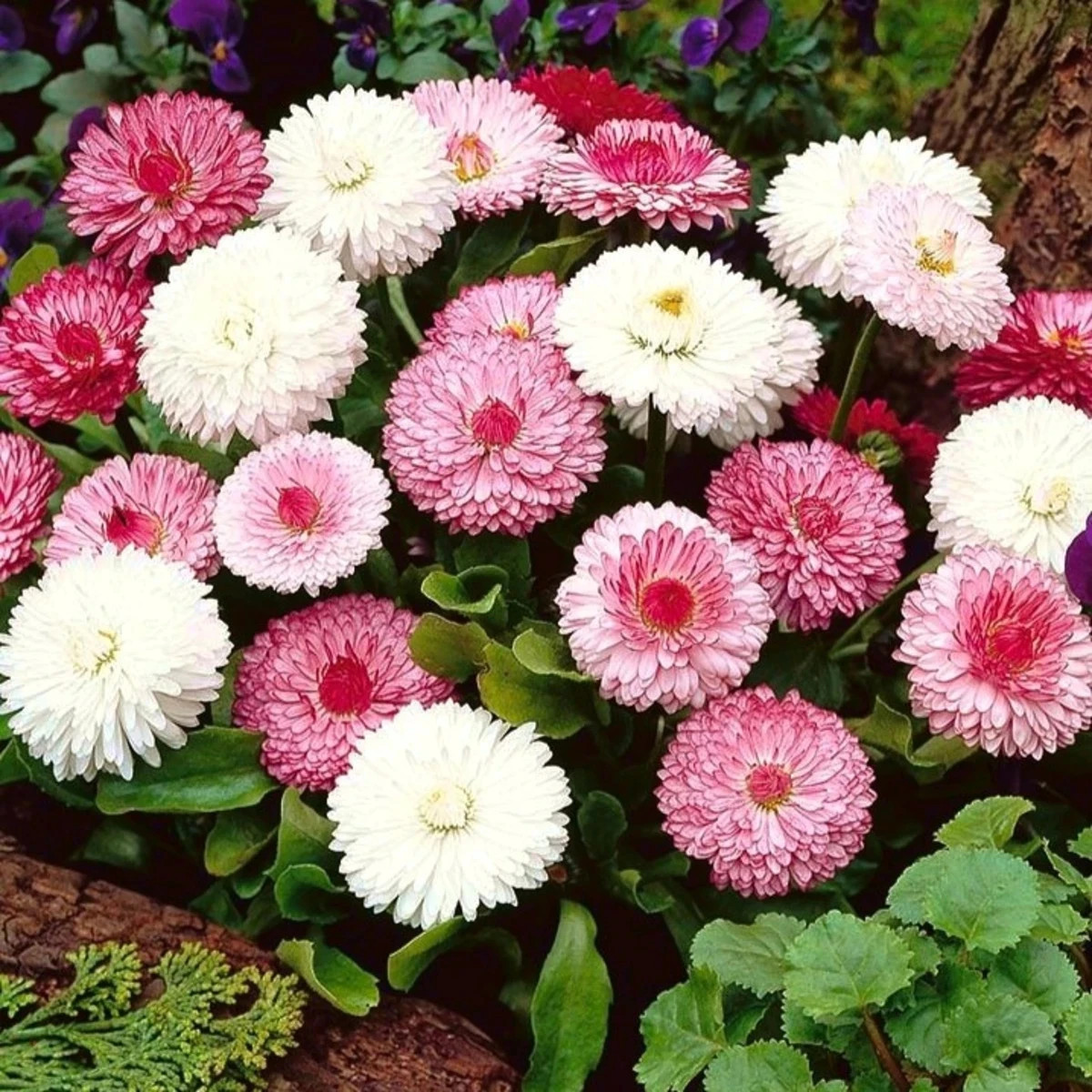 Sedmokráska obyčajná ružové odtiene - Bellis perennis monstrosa - predaj semien - 200 ks