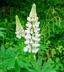 Lupina mnoholistá Lupini Biela - Lupinus polyphyllus - predaj semien - 15 ks